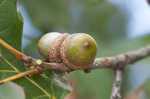 Mapleleaf oak